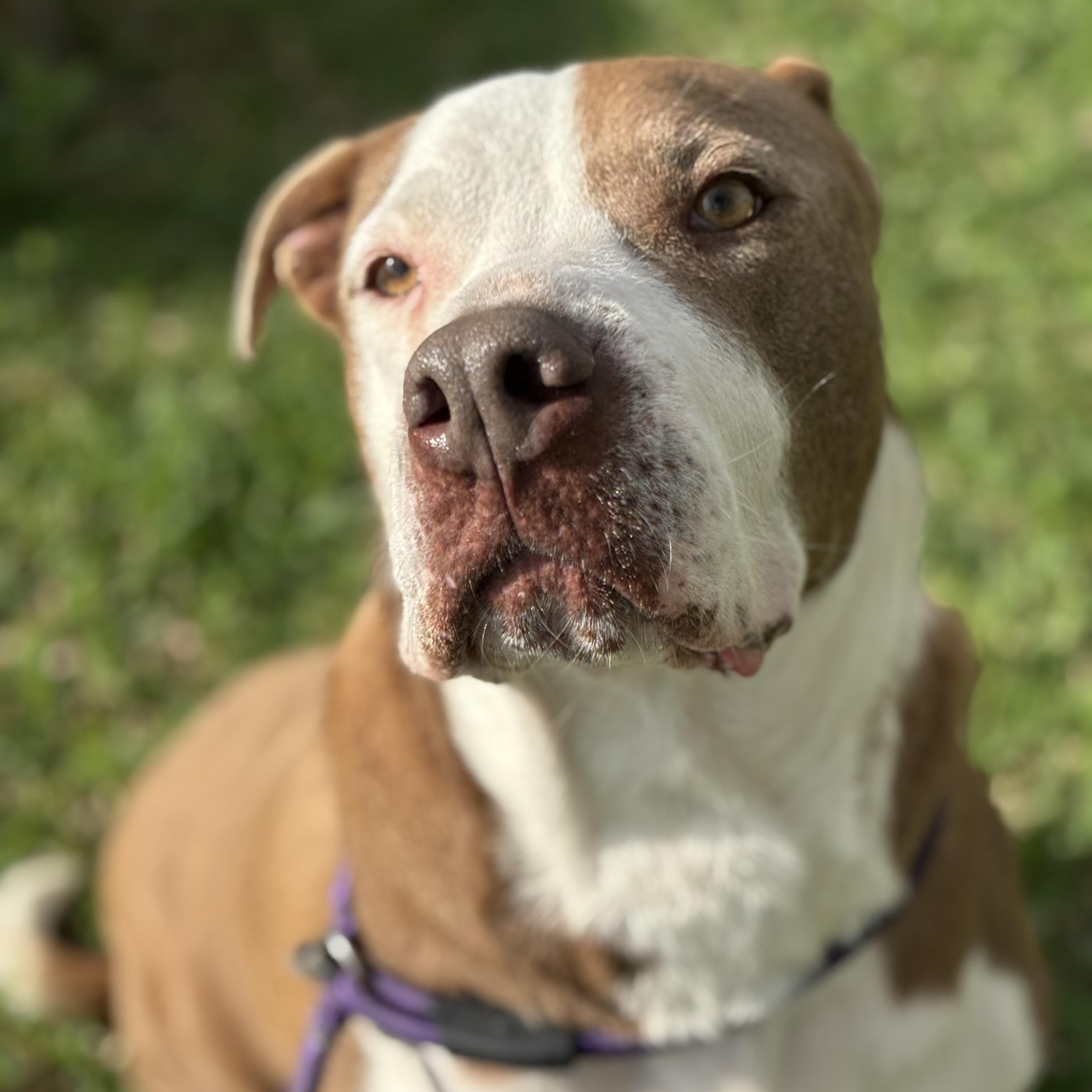 Enlarge Luna, a Adoptable mixed breed in Pearland, TX image 3/6