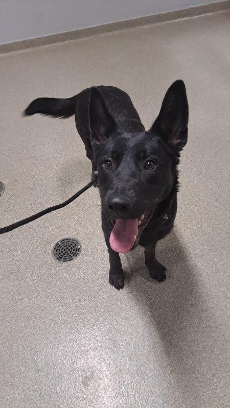 Phoenyx, an adoptable German Shepherd Dog, Dutch Shepherd in Brainerd, MN, 56401 | Photo Image 1
