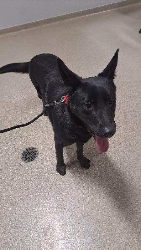 Phoenyx, an adoptable German Shepherd Dog, Dutch Shepherd in Brainerd, MN, 56401 | Photo Image 2