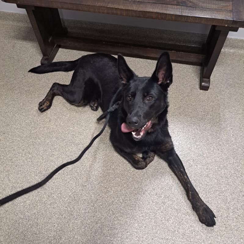Phoenyx, an adoptable German Shepherd Dog, Dutch Shepherd in Brainerd, MN, 56401 | Photo Image 3