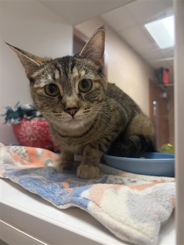Jellybean, Adoptable, Young Female Domestic Short Hair.