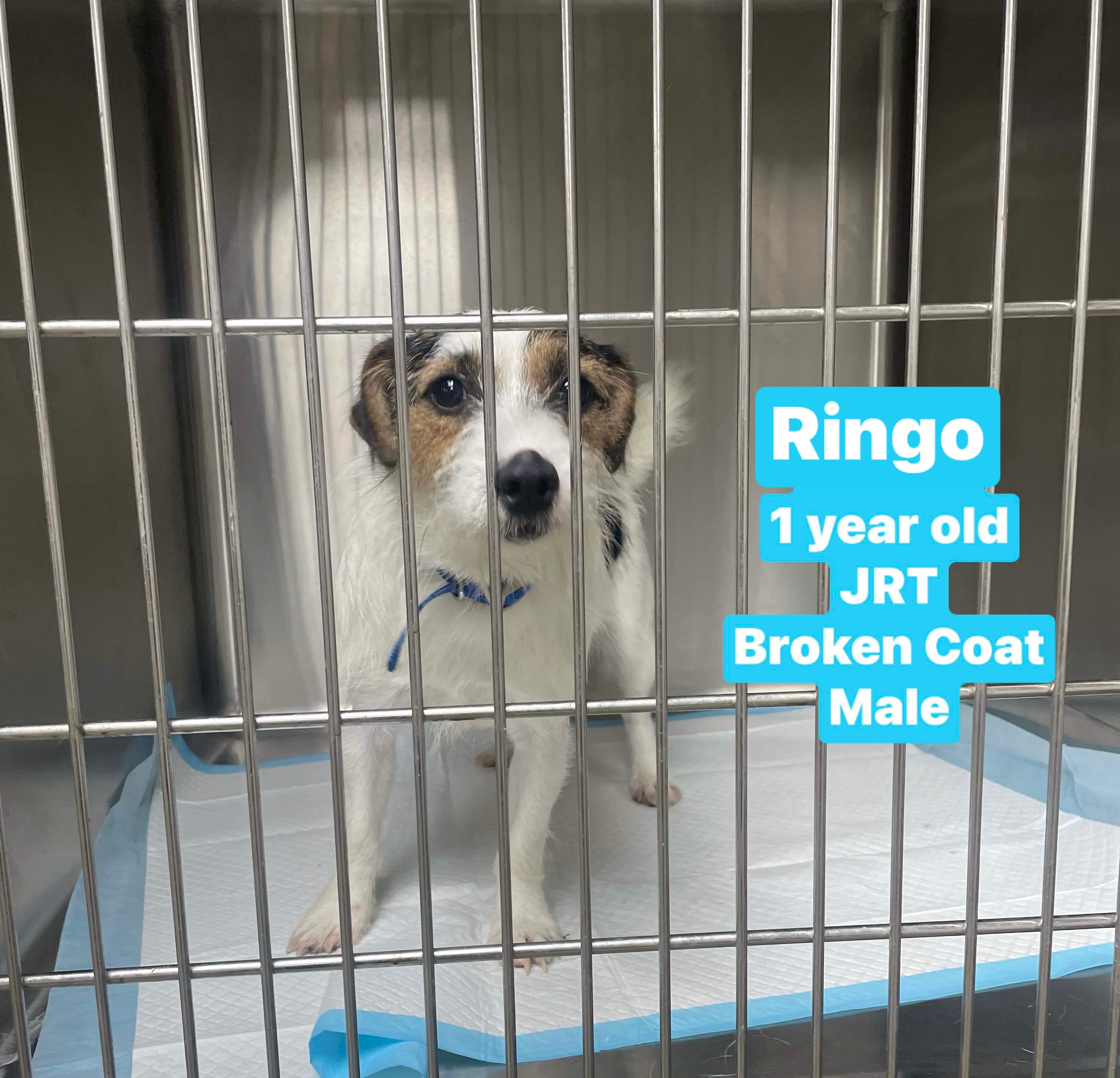 Dog for adoption Ringobroken coat JRT, a Jack Russell Terrier in