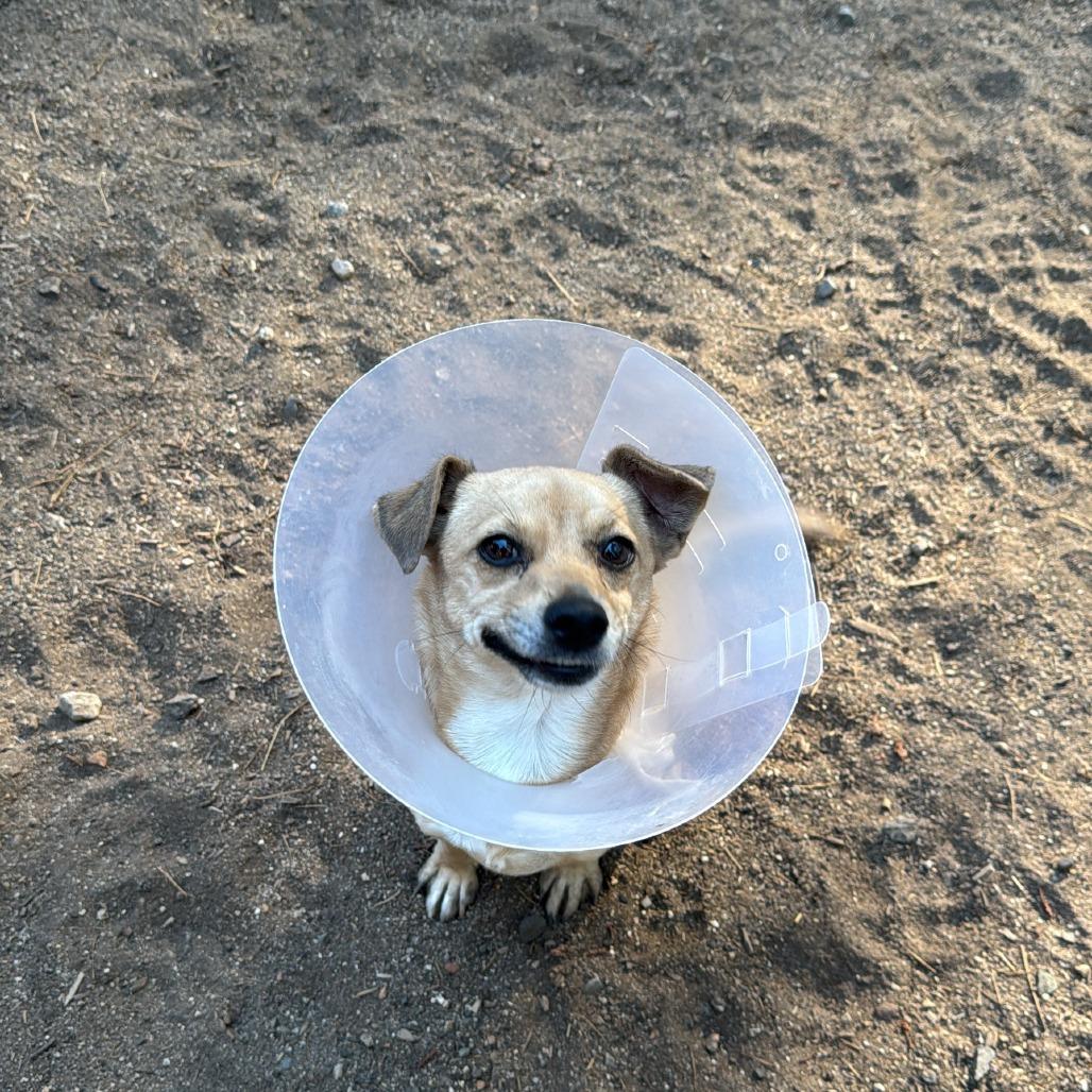 Kelsey, Adoptable, Adult Female Chihuahua & Mixed Breed.