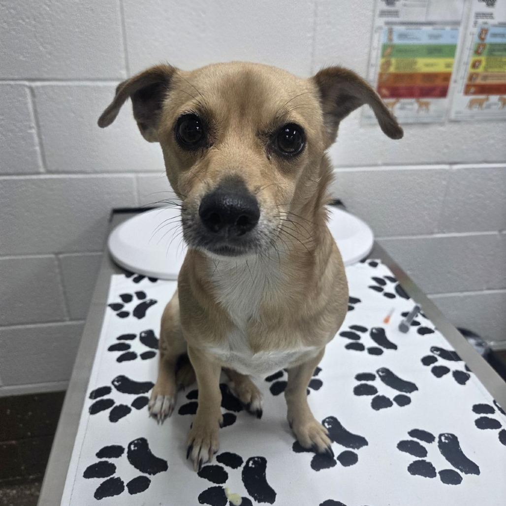 Kelsey, a Adoptable mixed breed in Incline Village, NV image 2/2