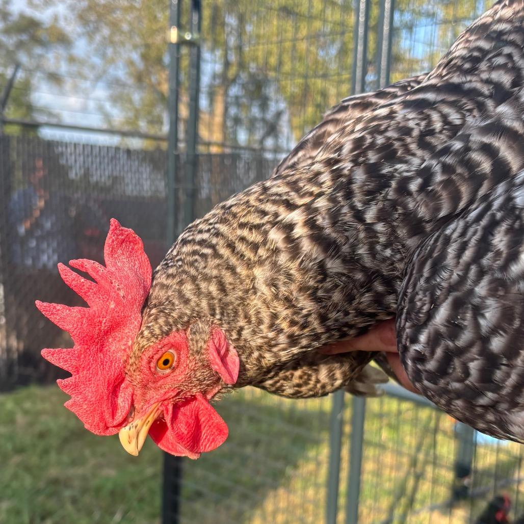 Hennifer Boo-pez, Adoptable, Young Female Chicken.
