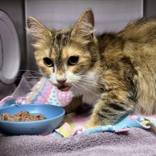 Mulan, adopted, Adult Female Domestic Short Hair.
