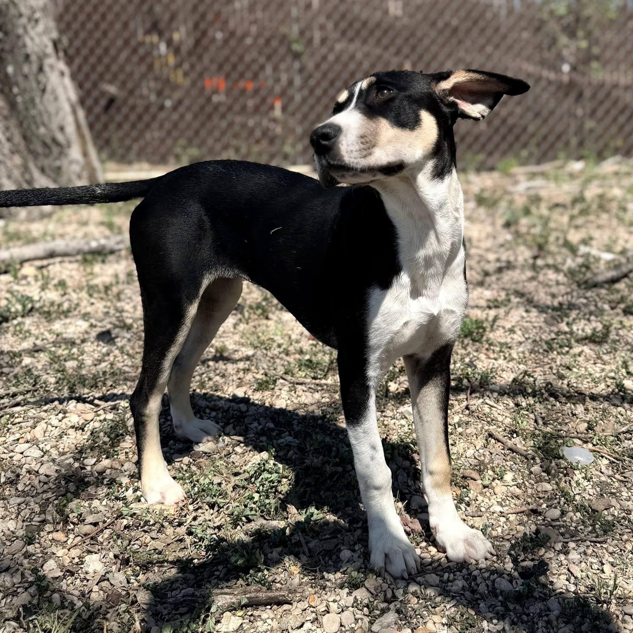 Bandit , ADOPTABLE, Puppy Female Hound.
