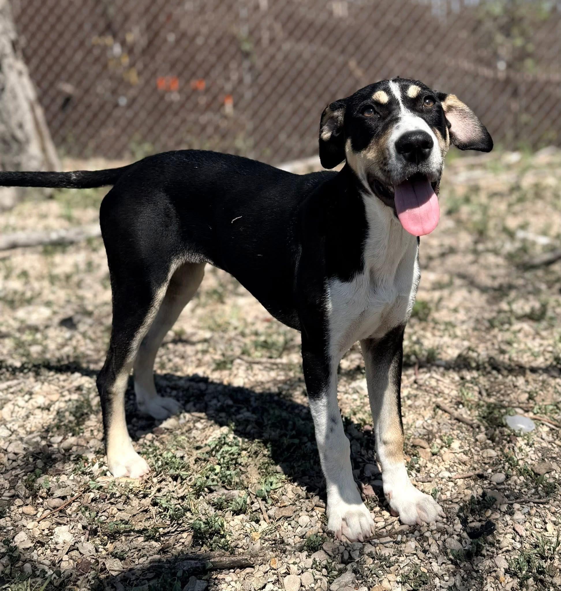 Enlarge Bandit , a ADOPTABLE mixed breed in Elkhorn, WI image 2/2
