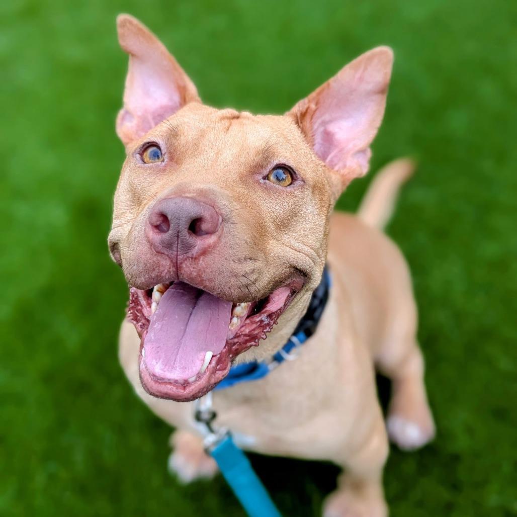 Cinnabunz, Adoptable, Adult Male Mixed Breed.