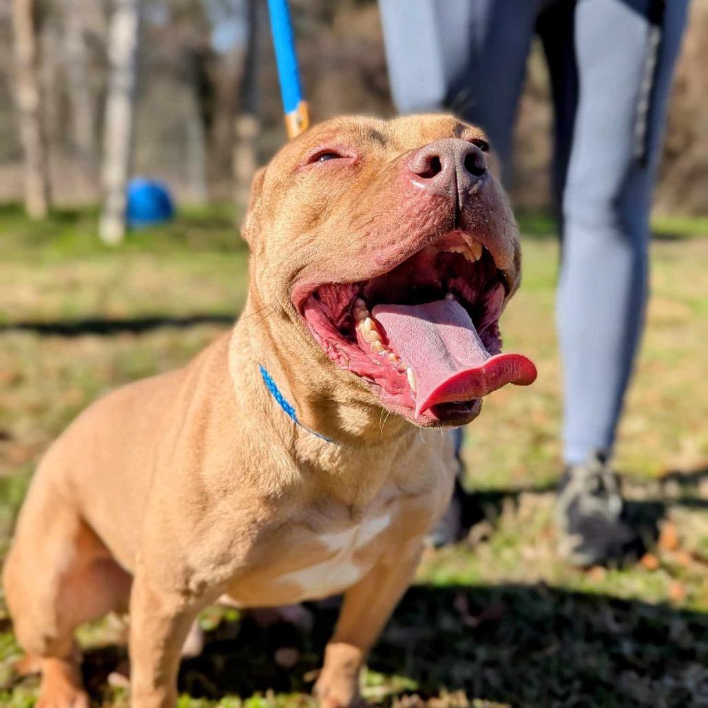 Enlarge Cinnabunz, a Adoptable Mixed Breed in Savannah, GA image 2/6