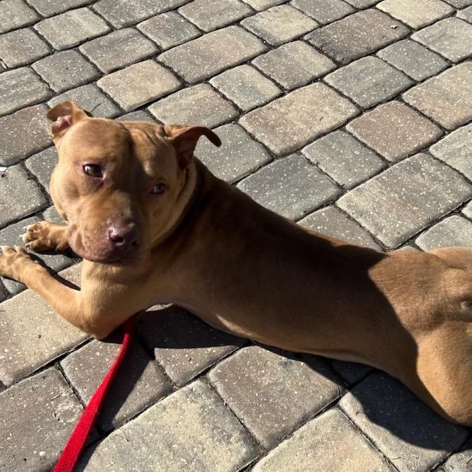 Enlarge Cinnabunz, a Adoptable Mixed Breed in Savannah, GA image 3/6