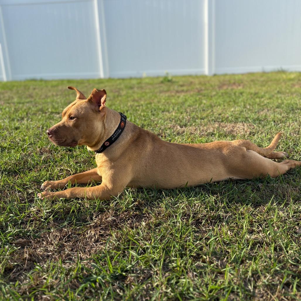 Enlarge Cinnabunz, a Adoptable Mixed Breed in Savannah, GA image 4/6