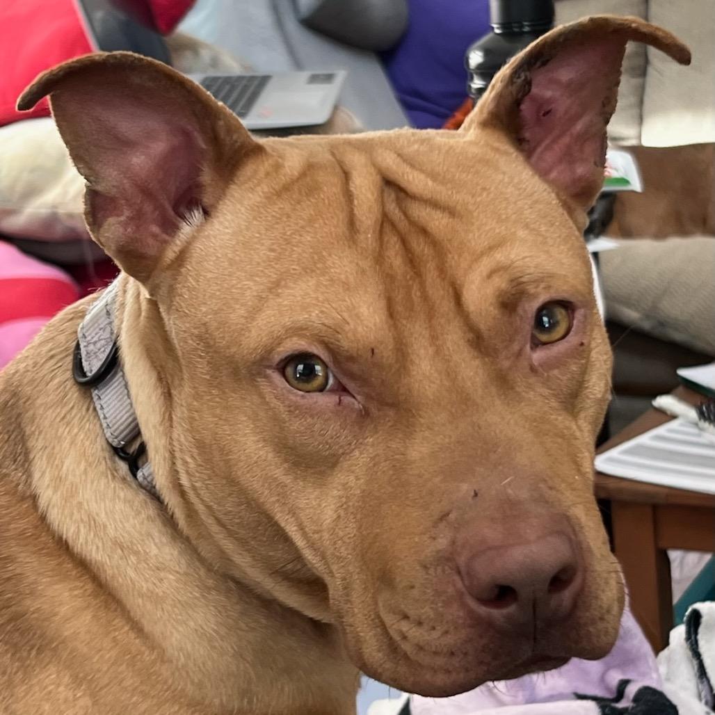 Enlarge Cinnabunz, a Adoptable Mixed Breed in Savannah, GA image 5/6