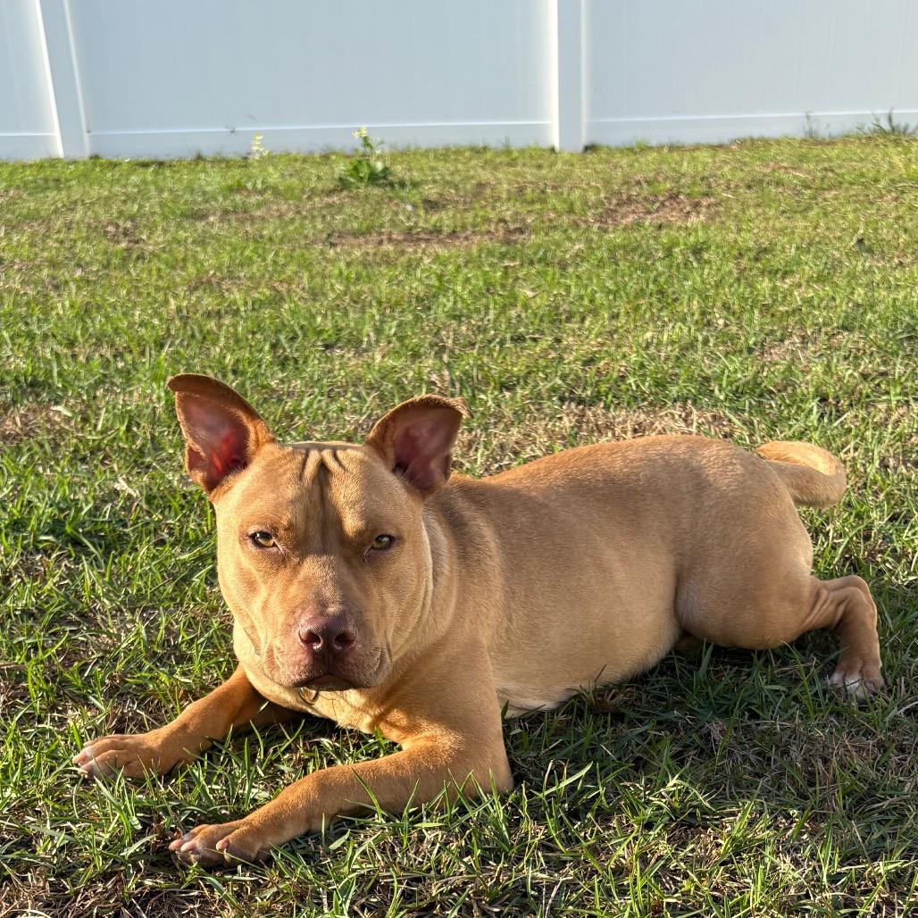 Enlarge Cinnabunz, a Adoptable Mixed Breed in Savannah, GA image 6/6