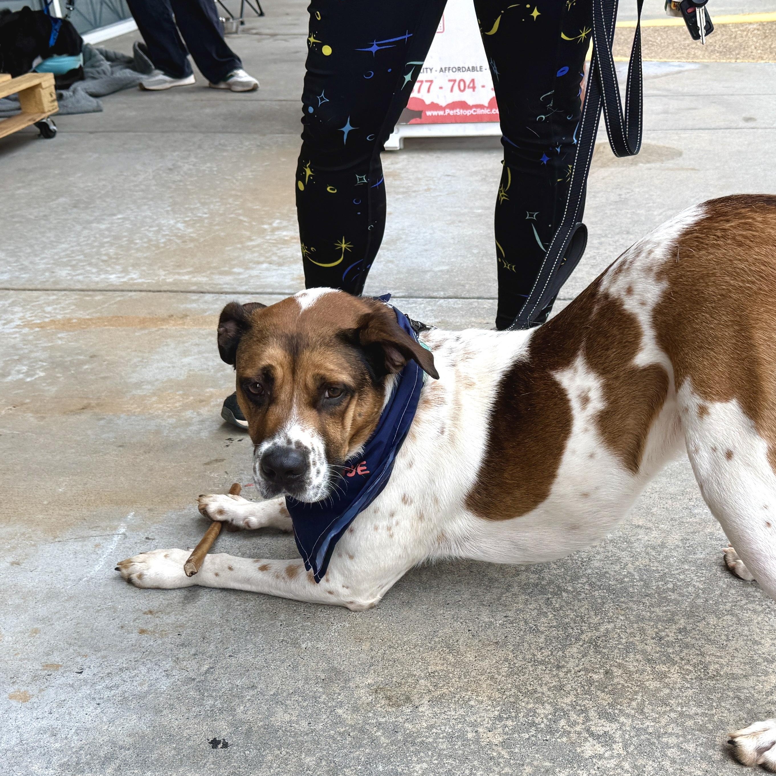 Chip, an adoptable mixed breed in Roswell, GA image 1/3