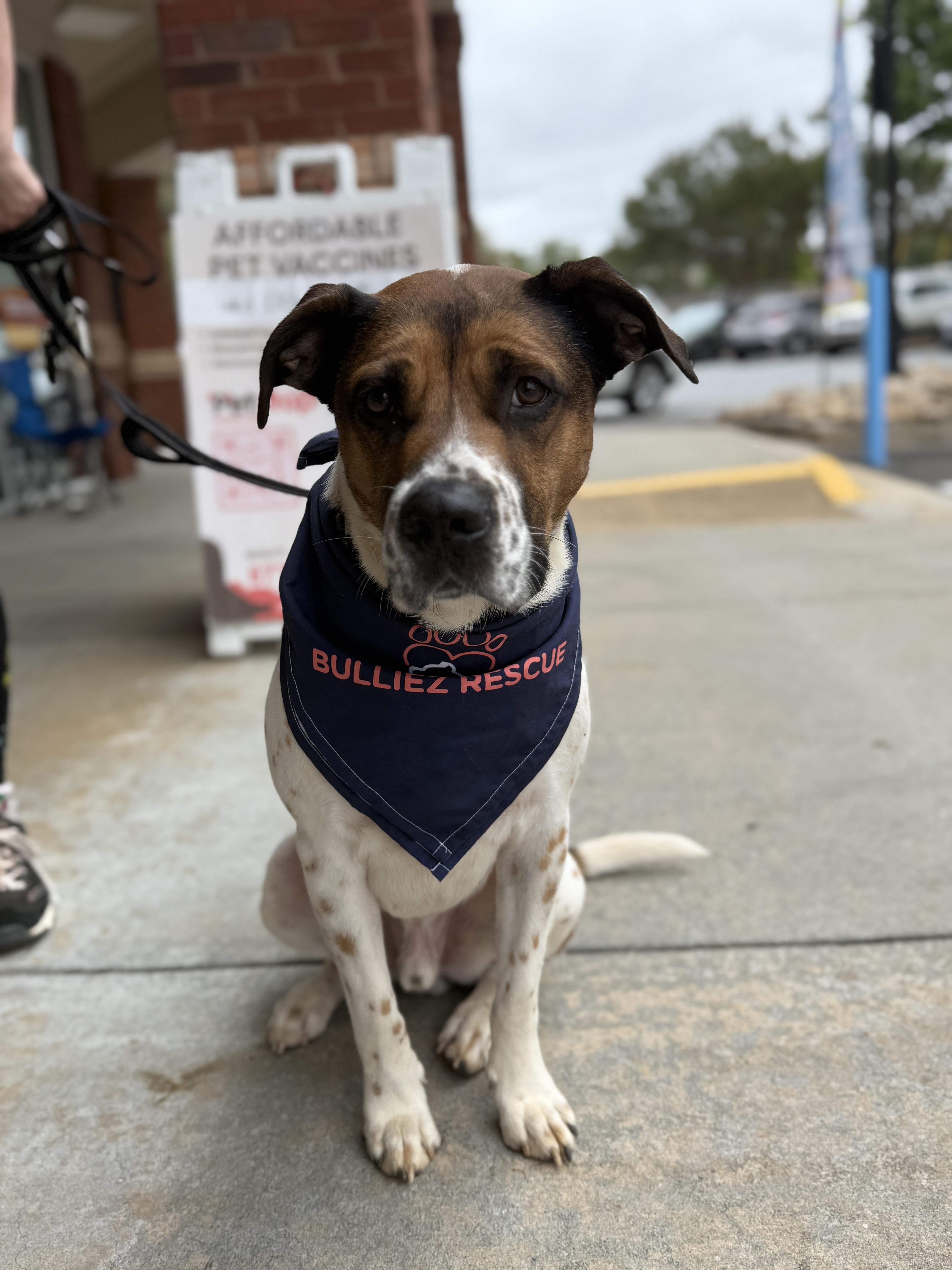 Enlarge Chip, an adoptable mixed breed in Roswell, GA image 1/3