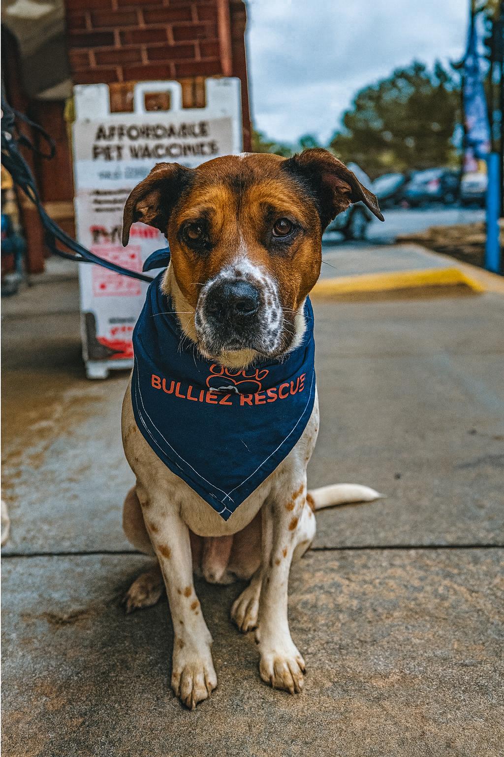 Chip, Adoptable, Adult Male Pointer & Coonhound.