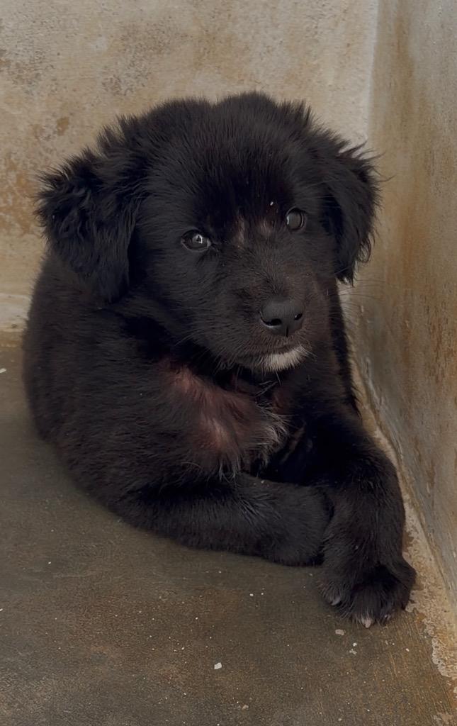 Beefcake, Adoptable, Puppy Male Affenpinscher.