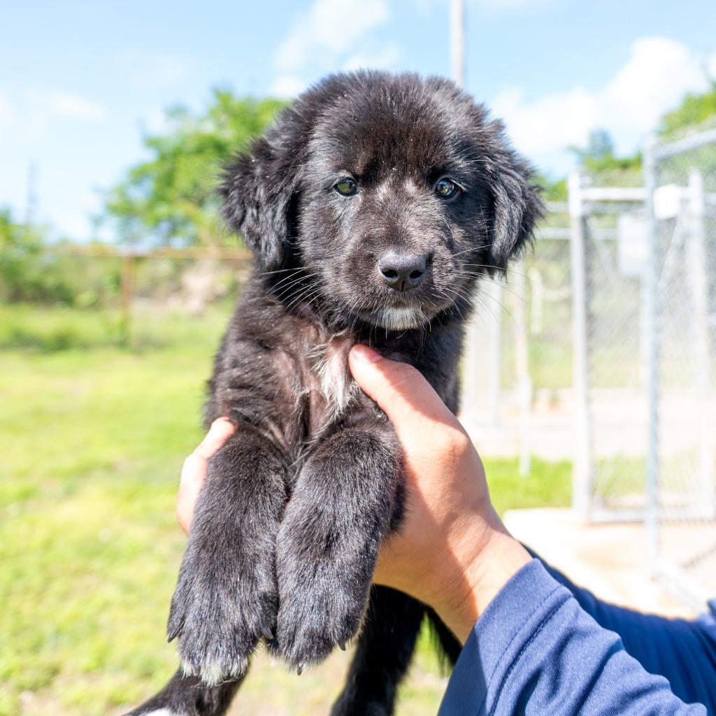 Enlarge Beefcake, a Adoptable mixed breed in Mangilao, GU image 2/2
