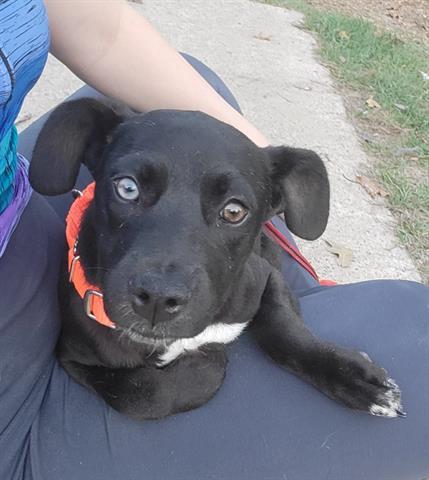 LUVIES, Adoptable, Young Female German Shepherd Dog & Mixed Breed.