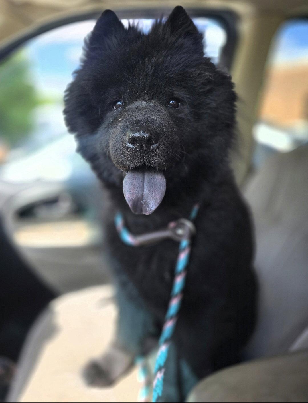 Abyss, a Adopted Chow Chow in St. Louis, MO image 1/3