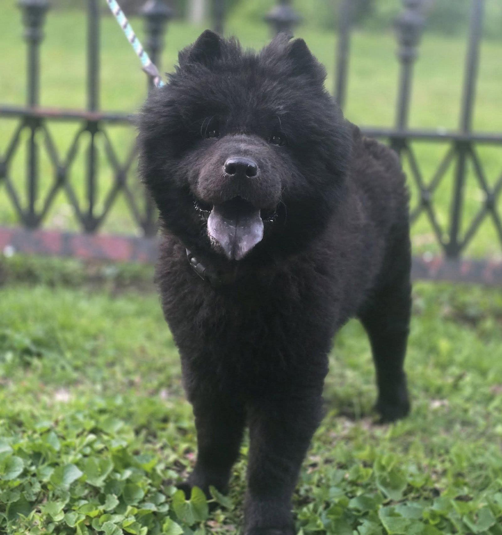 Abyss, a Adopted Chow Chow in St. Louis, MO image 2/3