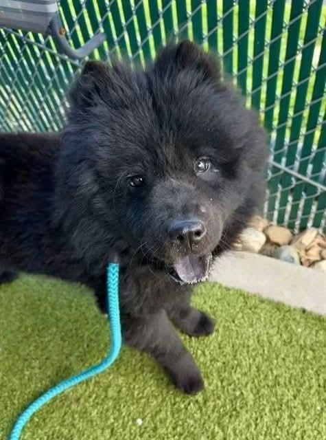 Abyss, a Adopted Chow Chow in St. Louis, MO image 3/3