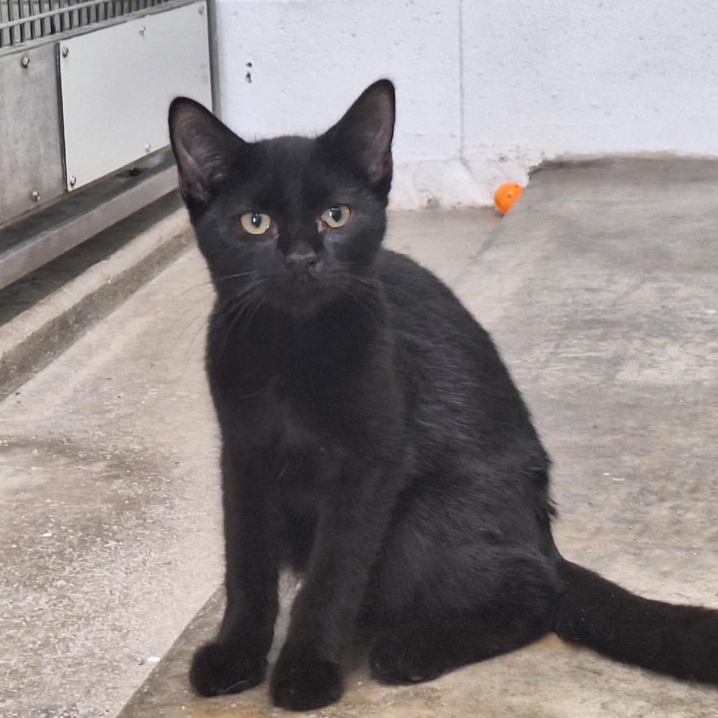 Saffron, a Adoptable Domestic Short Hair in Oak Hill, WV image 2/3