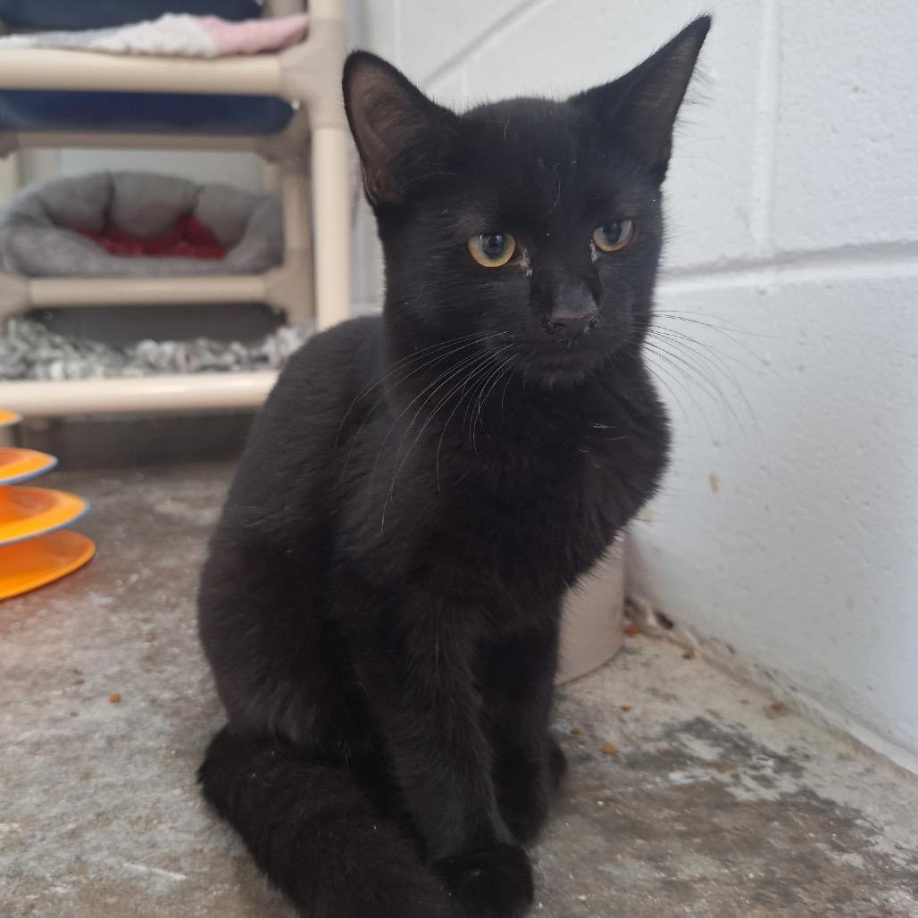 Saffron, a Adoptable Domestic Short Hair in Oak Hill, WV image 3/3