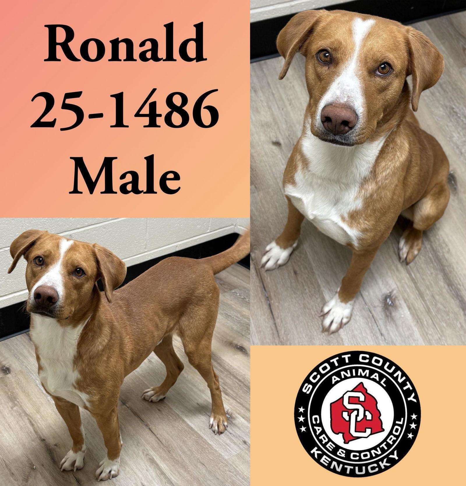 Ronald, Adoptable, Adult Male Hound.