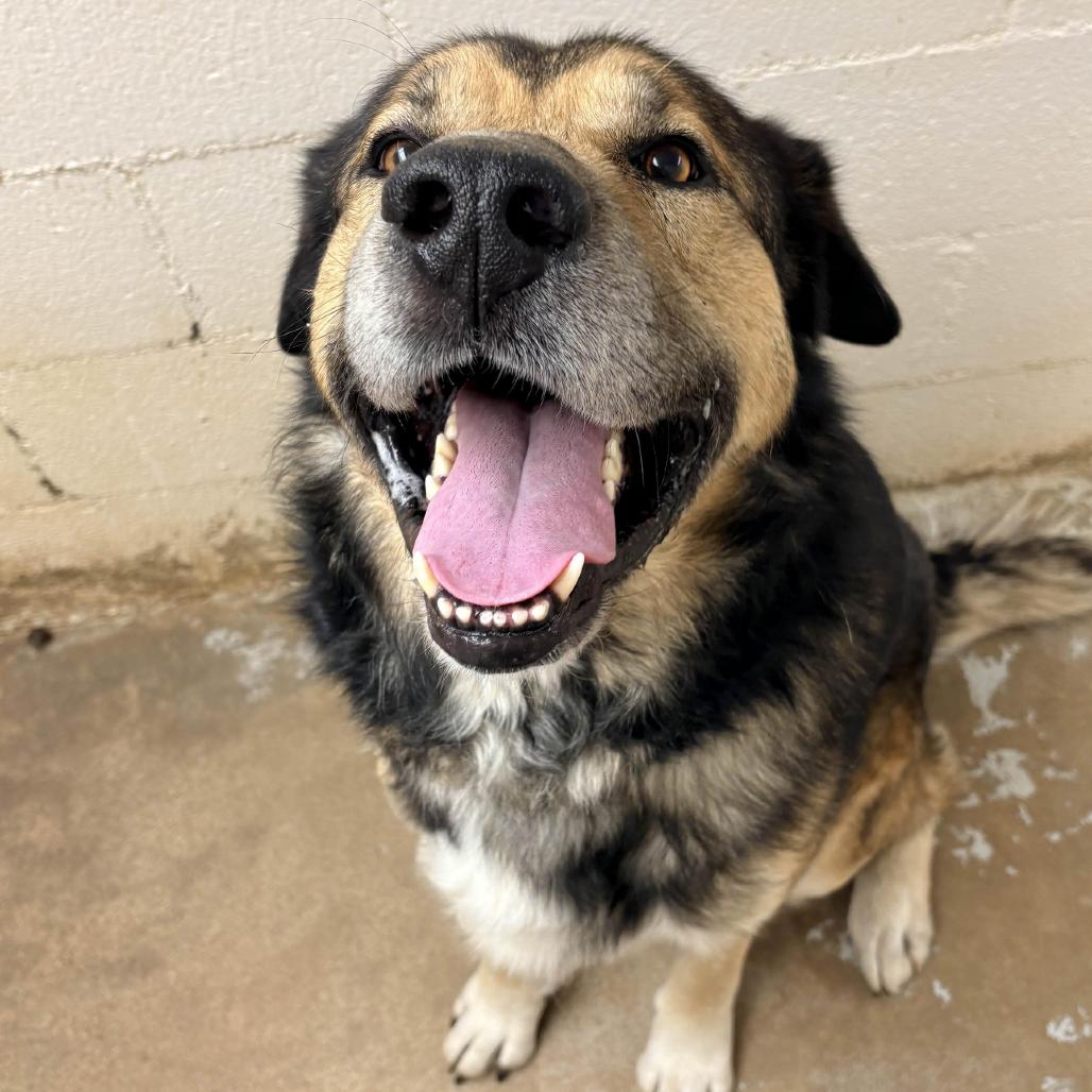 Enlarge Joe DiMaggio, a Adoptable mixed breed in Clarksville, AR image 1/5
