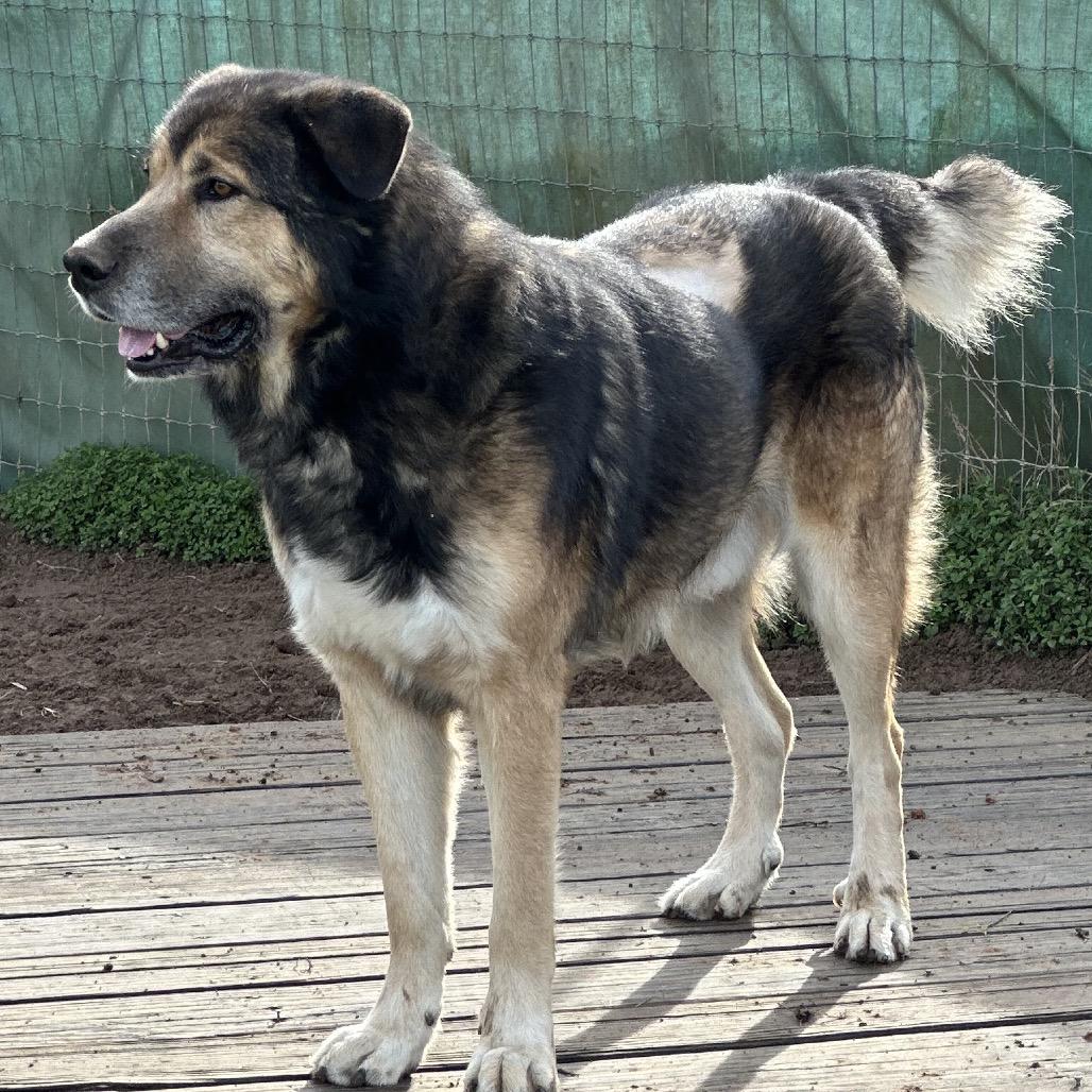 Enlarge Joe DiMaggio, a Adoptable mixed breed in Clarksville, AR image 2/5