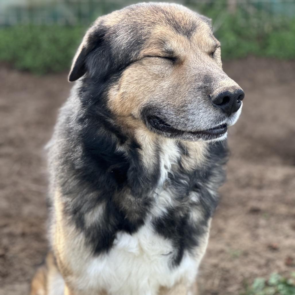 Enlarge Joe DiMaggio, a Adoptable mixed breed in Clarksville, AR image 3/5