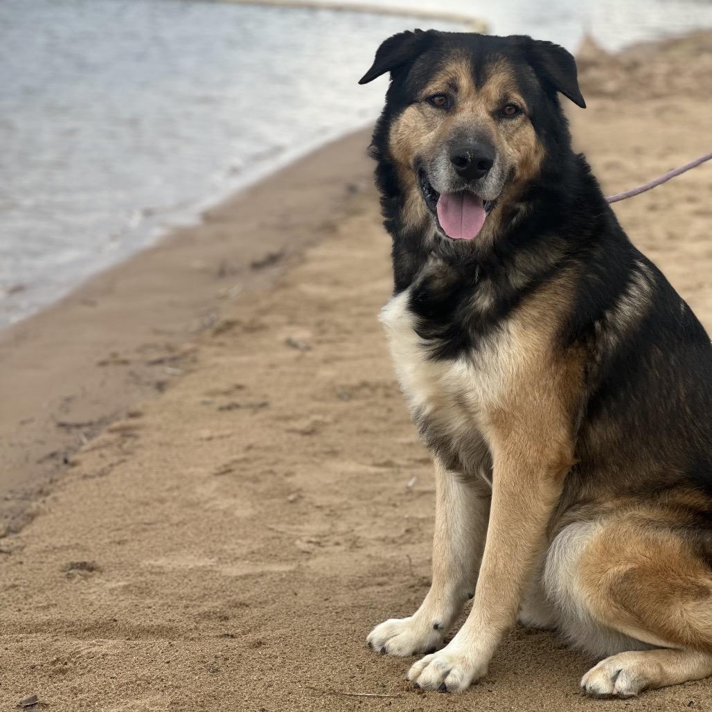 Enlarge Joe, a Adoptable mixed breed in Clarksville, AR image 4/6