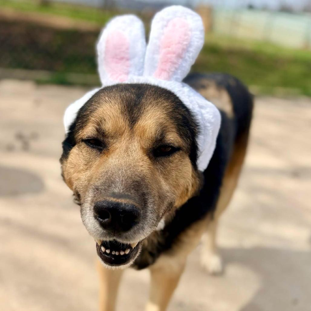 Enlarge Joe, a Adoptable mixed breed in Clarksville, AR image 5/6