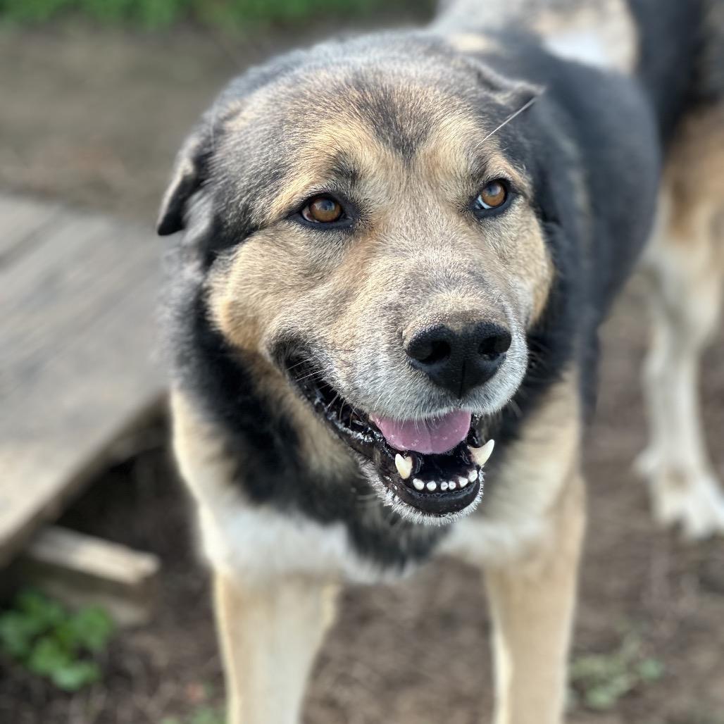 Enlarge Joe DiMaggio, a Adoptable mixed breed in Clarksville, AR image 4/5