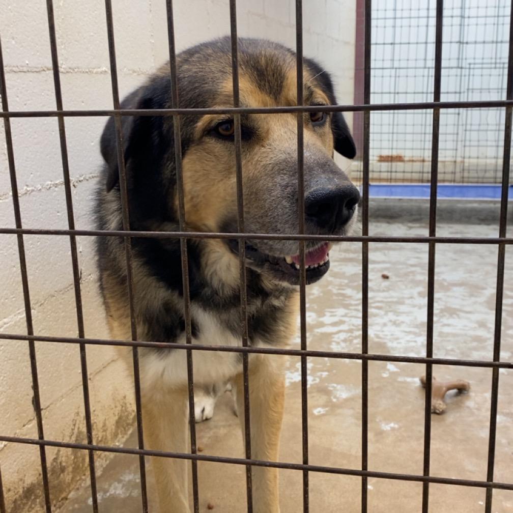 Enlarge Joe DiMaggio, a Adoptable mixed breed in Clarksville, AR image 5/5