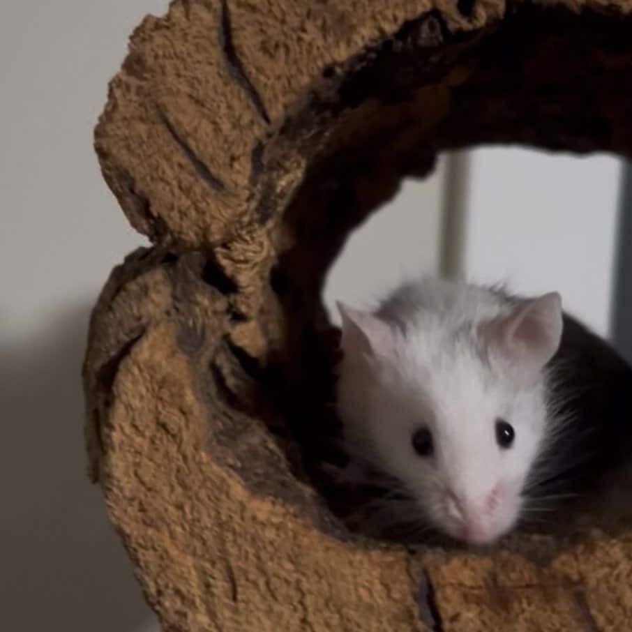 Enlarge Eddie, a ADOPTABLE Mouse in Minneapolis, MN image 2/3