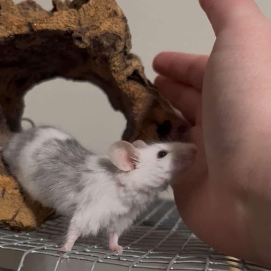 Enlarge Eddie, a ADOPTABLE Mouse in Minneapolis, MN image 1/3