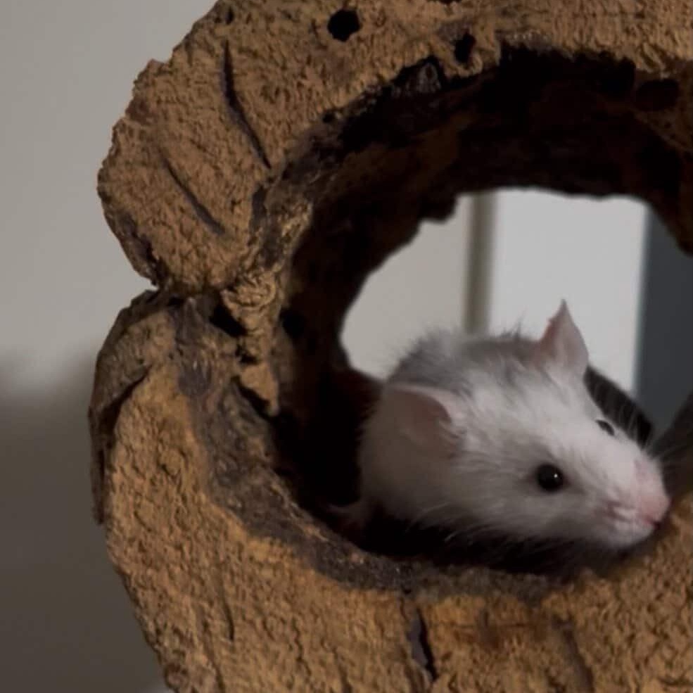 Enlarge Eddie, a ADOPTABLE Mouse in Minneapolis, MN image 3/3