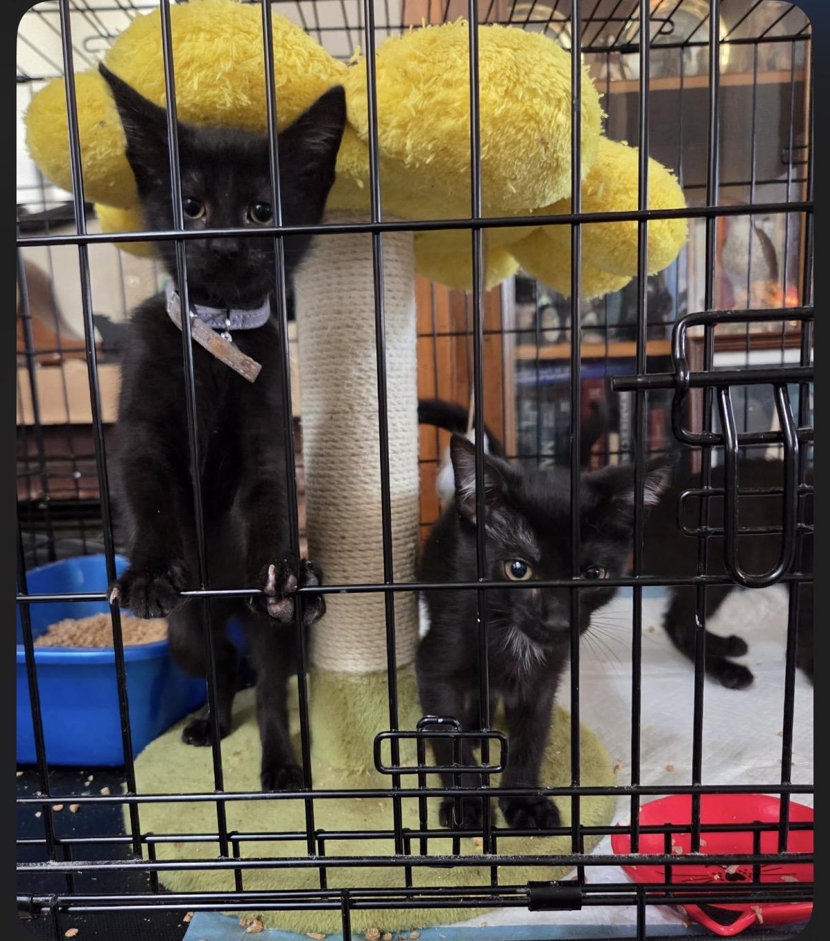 Enlarge Purrscilla, an adopted Domestic Short Hair in Oceanside, CA image 1/1