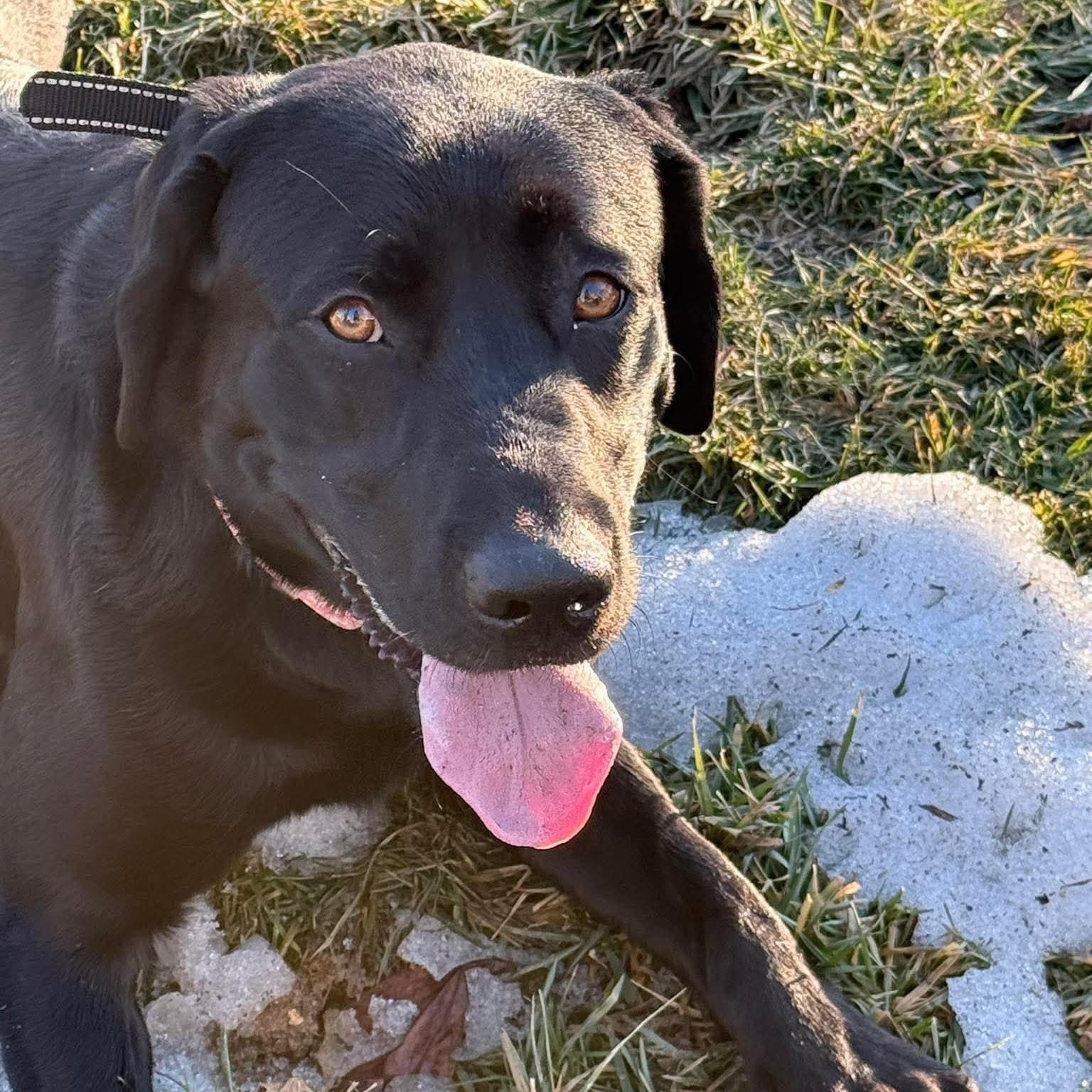 Enlarge Jacey, an adoptable Black Labrador Retriever in Bethlehem, PA image 2/4