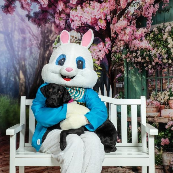 Enlarge Jacey, an adoptable Black Labrador Retriever in Bethlehem, PA image 1/4