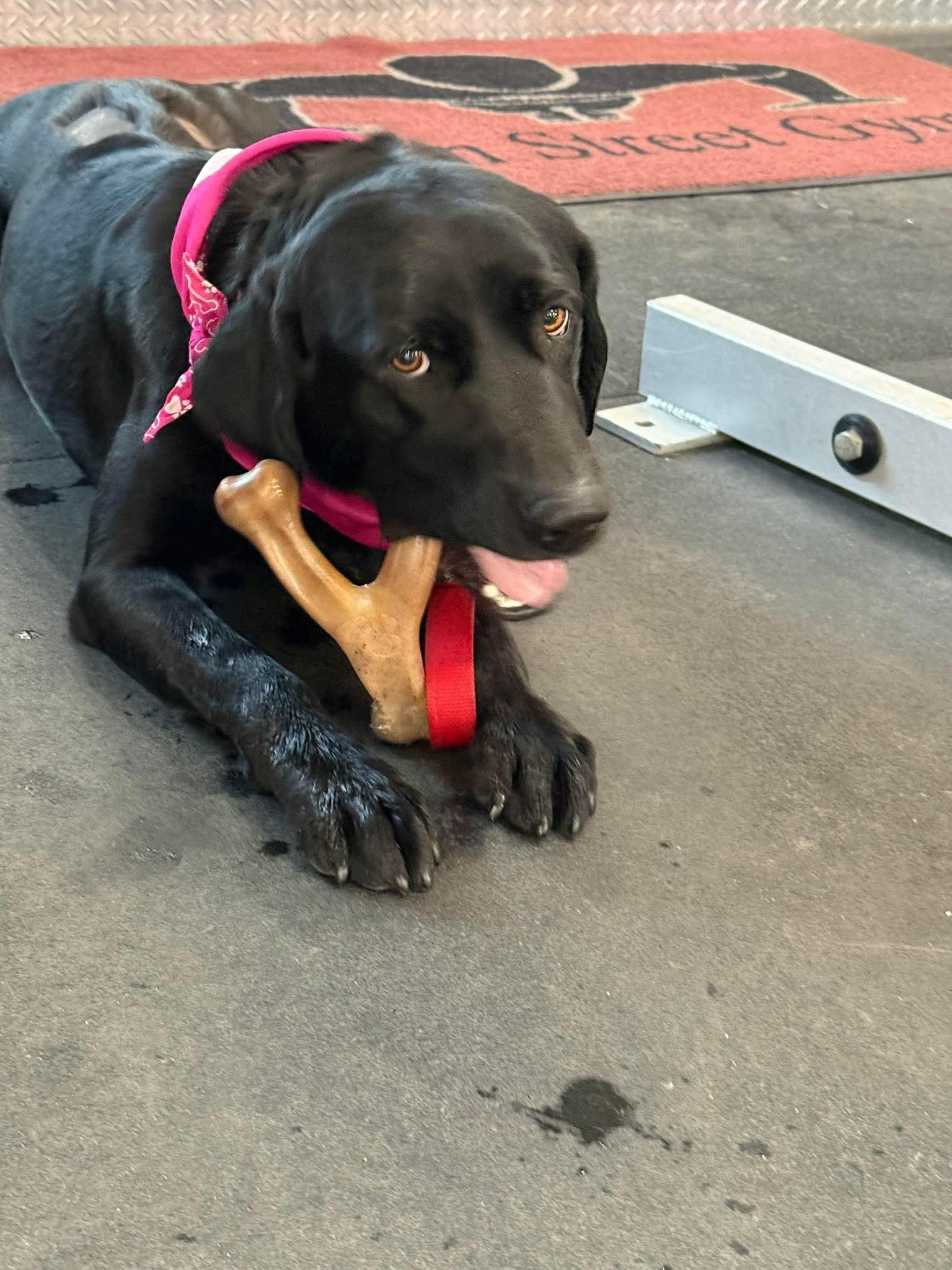 Enlarge Jacey, an adoptable Black Labrador Retriever in Bethlehem, PA image 4/4