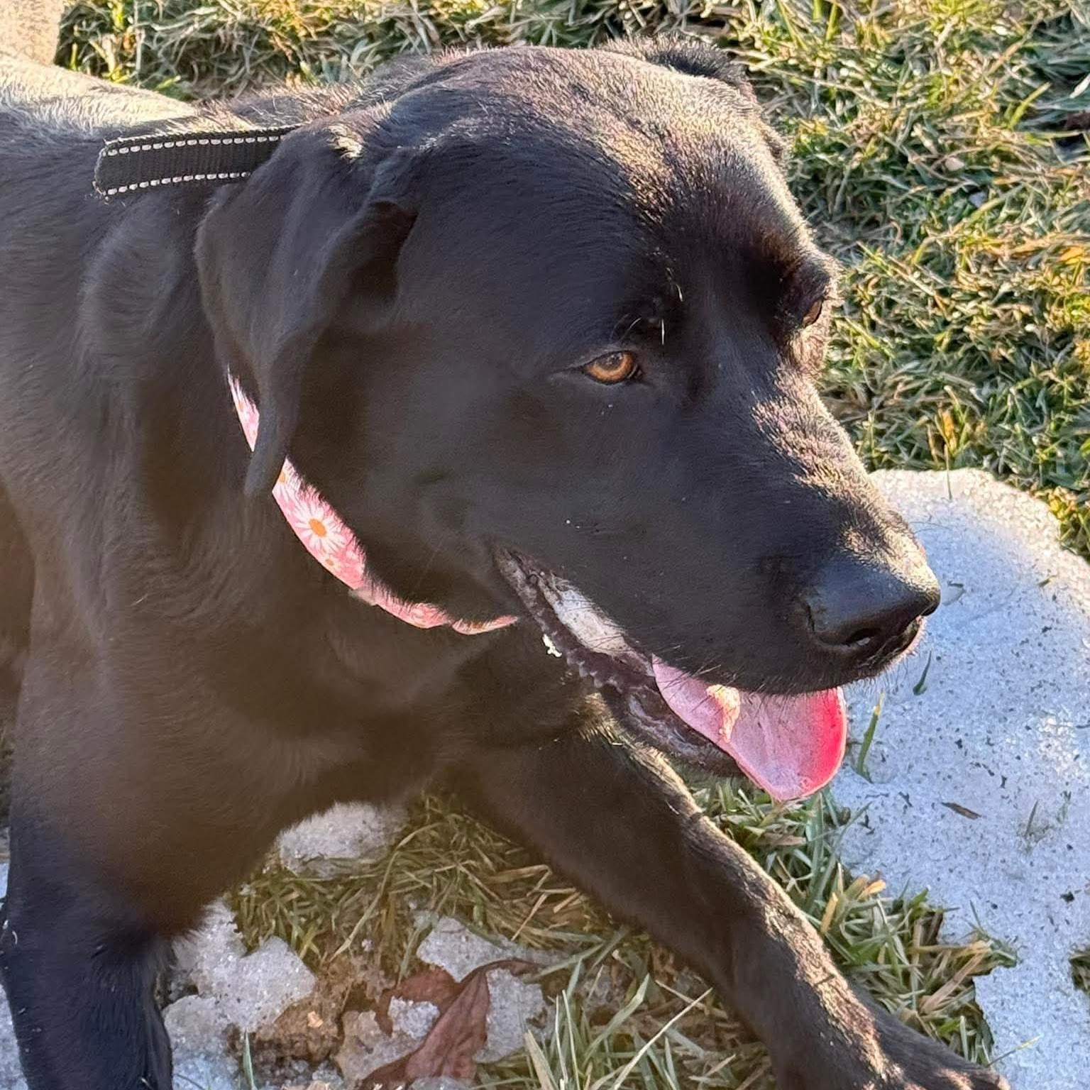 Enlarge Jacey, an adoptable Black Labrador Retriever in Bethlehem, PA image 3/4