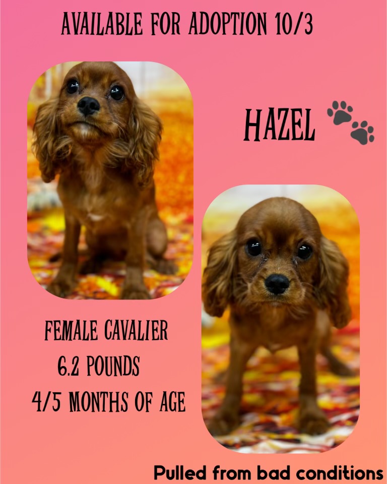 Dog for adoption Hazel, a Cavalier King Charles Spaniel in Manchester