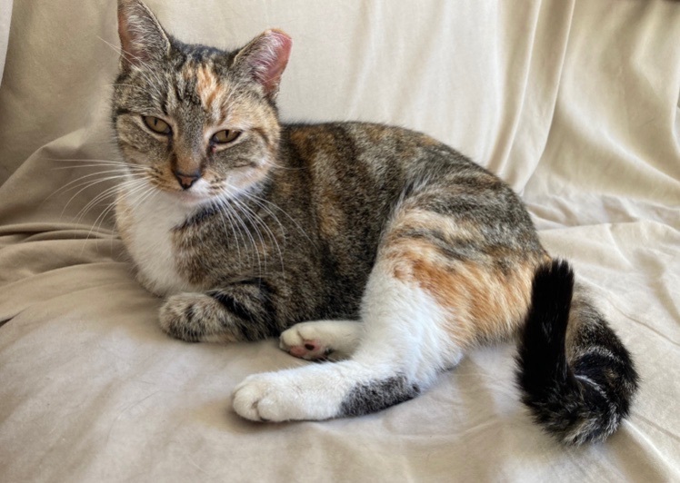Amy, Adoptable, Adult Female Torbie.
