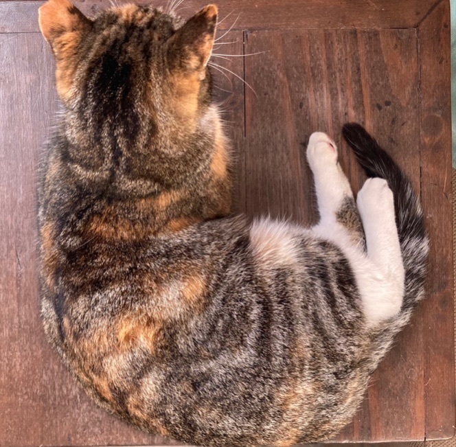 Amy, a Adoptable Torbie in Schertz, TX image 3/6