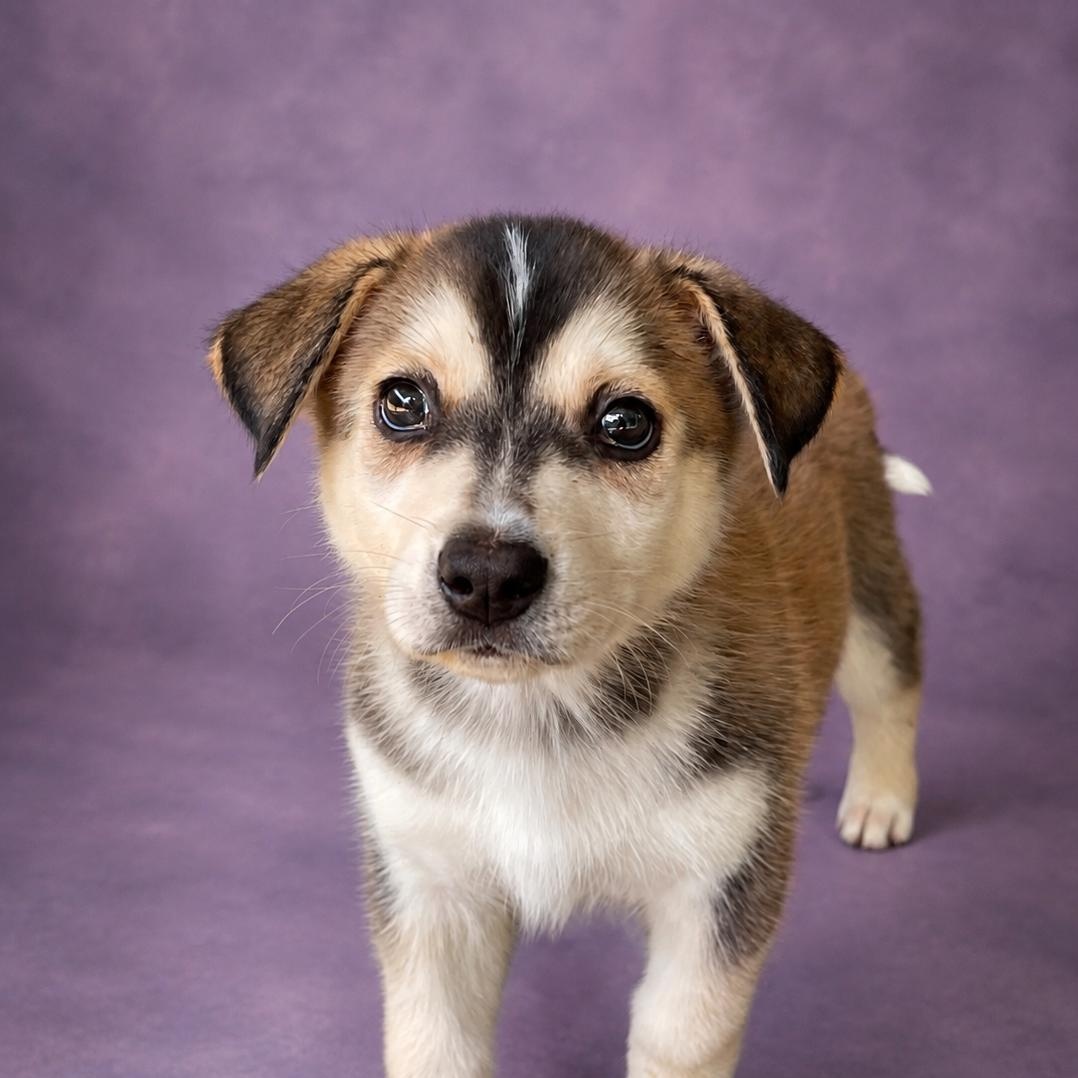 Logan, adopted, Puppy Male Husky & Australian Shepherd.