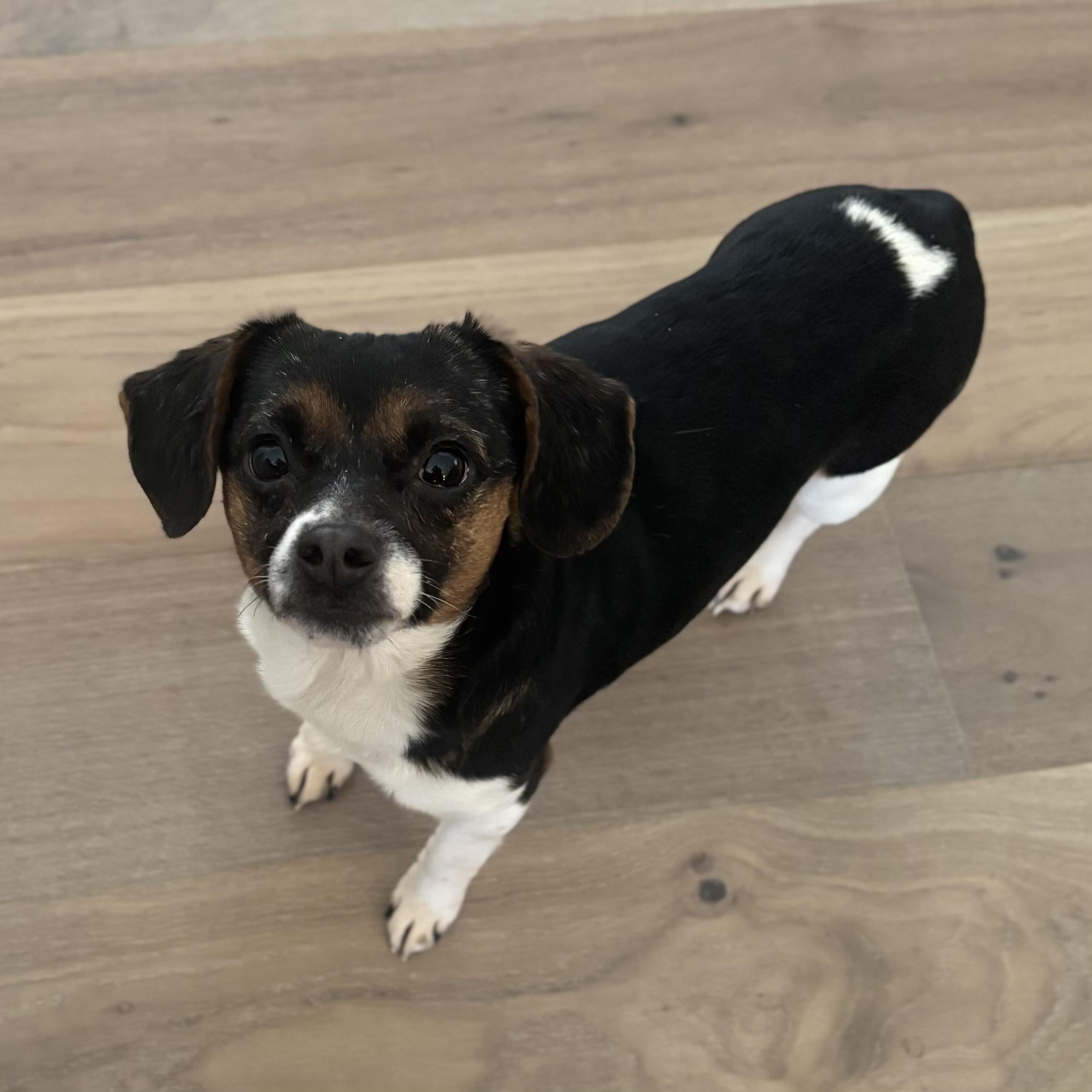 Lion — thumbnail 2